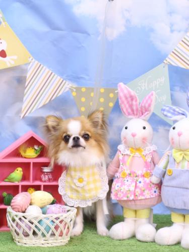 20240323プリューくん